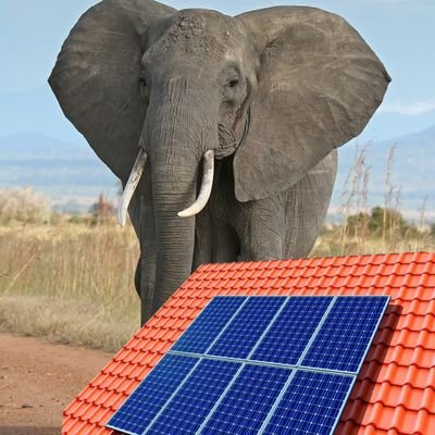 SanusiMusa4343's profile picture. 