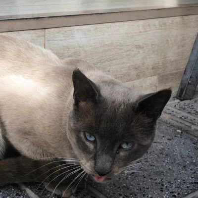 tfoooooo_'s profile picture. 