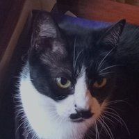 alexcatgirl777π³οΈβππ³οΈββ§οΈ (@alexcat7777) 's Twitter Profile