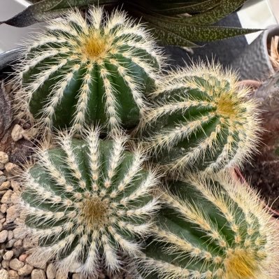 deschi888's profile picture. 