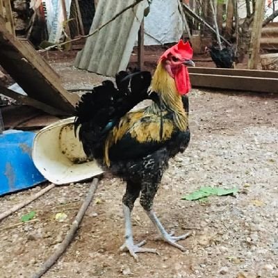 MuratEkiz195368's profile picture. 