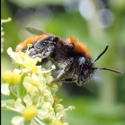 Gardening for Butterflies and Bees 🐝 Mainly videos and photos from my garden. Trying to find the best nectar lures for Butterflies. Advice and tips welcome 🐛