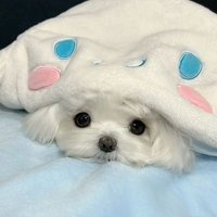 🐋 (@yirewgn) 's Twitter Profile Photo 🐋 (@yirewgn) 's Twitter Profile Photo