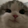 Zandrop751_14's profile picture. wen