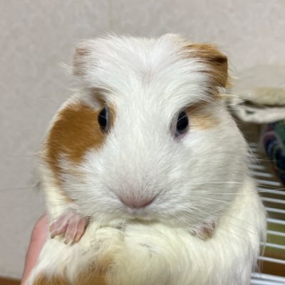 moru_papa's profile picture. ＊ モルモット大好き！ ＊ 「カール🌈」「茶々🌈」「茶緒🌈」＊ 4代目は「ゆき」(クレステッド♀2020/11/3生まれ） #もるもる協会、会員No.66 (画像の無断使用禁止)