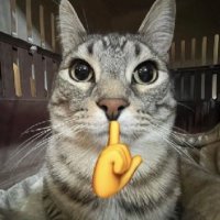قطاطس (@qtats5711) 's Twitter Profile