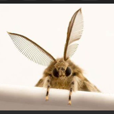 BugGotBurned's profile picture. 