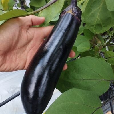 頑張りが足りない夏秋ナス農家です
ヒマな時つぶやきを見て勉強させていただいてます
興味がそそられた時に思わずコメント書いてしまうかもしれません…
どうかご容赦を宜しくお願いします!