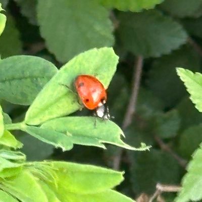 anah1q's profile picture. 