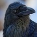 raven. (@unreadscrolls) Twitter profile photo raven. (@unreadscrolls) Twitter profile photo