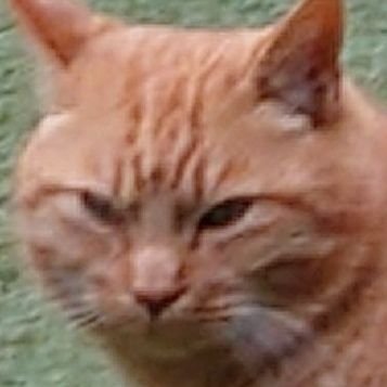 R6EQWqmTMVTgXqc's profile picture. 成人済み🚺️/商業BL♡求厶語彙力✊️/
雑多🗝️(@nek0_usag1)