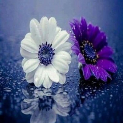 LTswyt's profile picture. 