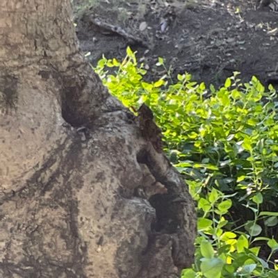 1rm2S65EiH95741's profile picture. てんりが昇り、るるふが満ちる。此処は天国？「サスガー🦊♊️🦊、こづみの騎士🕸️💜、ひのみゃーと❤️‍🔥🪄(カロリスナー🌈🎶 そらいん✈️🌌)、」(原神、スタレ、ドラクエ6、シャドバ、忘却前夜)⚠️フィルターは生物の写真。虫垢@Tokunokuikimono