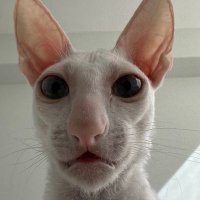 GorillaFart69 (@gorillafart69) 's Twitter Profile