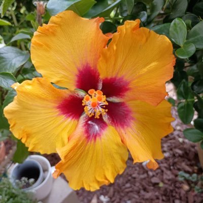 zodysid's profile picture. MAGA Patriot🇺🇸🇺🇸 Christian, Disabled/Retired Nurse. Cat Lover YT@KristaSkyAngel1965. Skywatcher Sim Sun/moon , Chemtrails. CPP Fibro, OA, OpiatesSavesLives