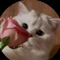 تَغْرِيدُ الحَارِثِيَّة✨️ (@tgr_3ed) 's Twitter Profile