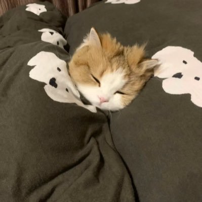 anhd8759's profile picture. 