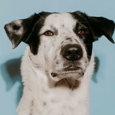 vthonzax's profile picture. 