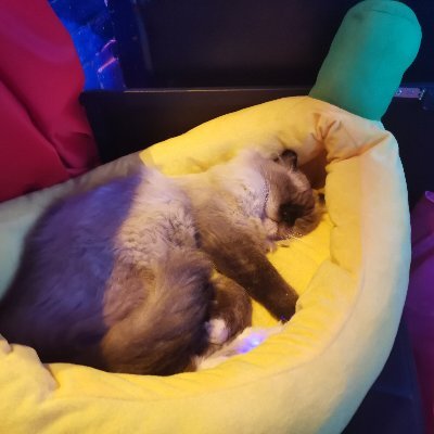 Yuyue230221's profile picture. 