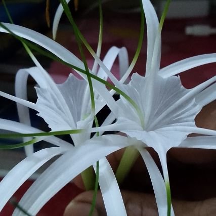 barai52045071's profile picture. 