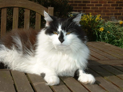 pussycathollow's profile picture. Dreams come true if you are brave enough to live them. I am starting today.