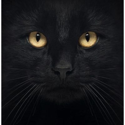 Hyt1911's profile picture. 