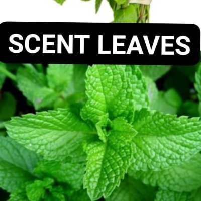 My name is https://t.co/XsTt3NMKYF and I share herbal recipes medicine for treatment.
