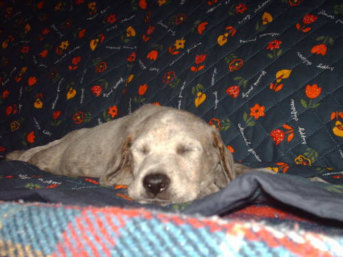 zamblaura's profile picture. 