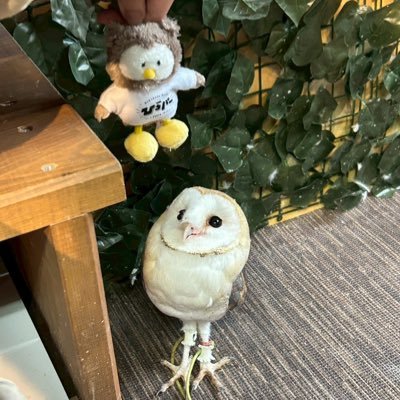 AsatoR81758's profile picture. 駆け出しエンジニアです！