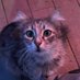 pawpaparazzi (@pawpaparazzi) Twitter profile photo pawpaparazzi (@pawpaparazzi) Twitter profile photo