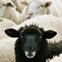 Blacksheep24 (@blacksheeppgl24) 's Twitter Profile
