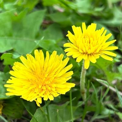 papayear1345's profile picture. 20↑成人済 腐/まほやくほぼハコ推し状態 ィァ/みんな幸せに生きて〜🧙🏻CPのイラスト等たくさんRTします たまにお取り引き垢