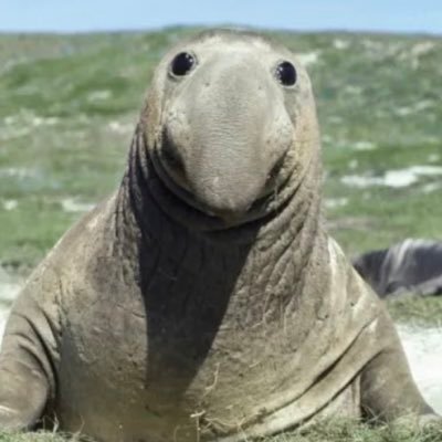 Manatee🏴󠁧󠁢󠁥󠁮󠁧󠁿🏳️‍🌈