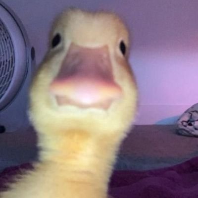 Brownish111's profile picture. 
