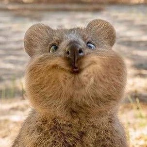 Kuma4177's profile picture. まったりくらぶ