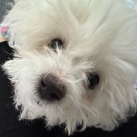 Hanson@BitUnion (@liuhanson1) 's Twitter Profile
