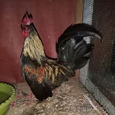 Totok15990's profile picture. 