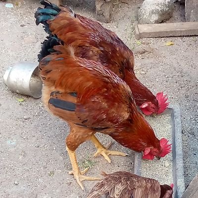 Amaniaman1980's profile picture. 