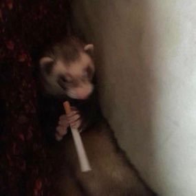 to_the_boner's profile picture. 21 || he/they || anglais et français