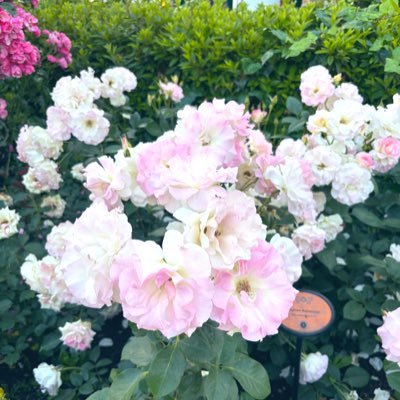 ku38175222's profile picture. 