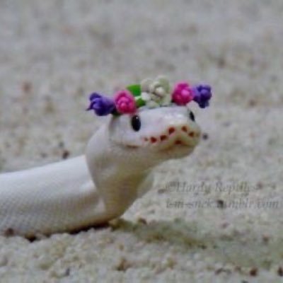 cceeem33's profile picture. 22 Arab ❄️ 🐇