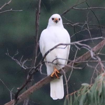 RofeeuO23724's profile picture. Building in Web3 🛠️
Your companions in the latent , space , create , Deploy , interact .