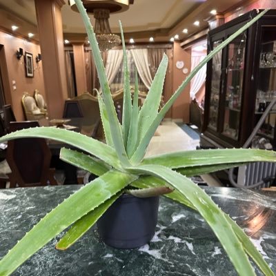 EMuncut's profile picture. 