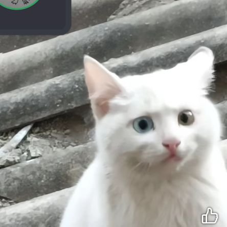 girlbossinator's profile picture. my behavior was not okay