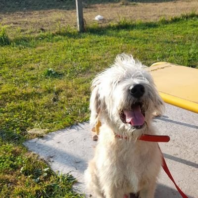 lopezdavidok's profile picture. Derecho - UBA ⚖️