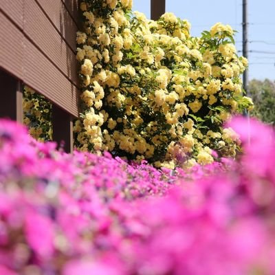 asakei4261020's profile picture. 二児の主婦です(男子中3、小6)😎
山崎まさよし大好き♥️
平野紫耀大好き♥️
オカメインコ大好き🐣
ハムスター飼ってます🐿
緑色大好き🐸
ガチャガチャ大好き🍀😌🍀
中国ドラマ韓国ドラマ大好き✨
エスニックコーデ好き💕
YouTube始めました✨(笑)