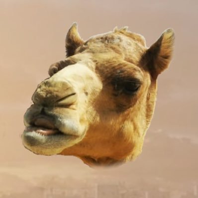 @alCamel77