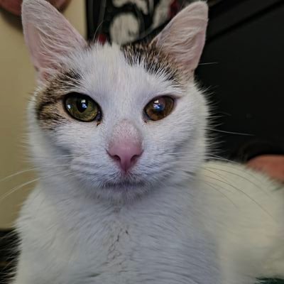 glow_shr00ma's profile picture. meow :3
20 y/o | they/them 🩵
trying to learn to love myself |unfortunately I live in ohio | send me money please :3