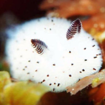 its_a_clover's profile picture. ⋆˚࿔ Dimensional Traveler 𝜗𝜚˚⋆