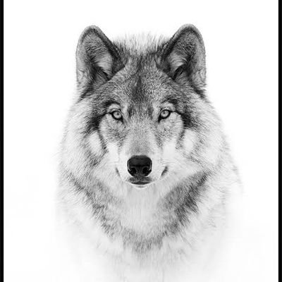 wolf290034's profile picture. .....